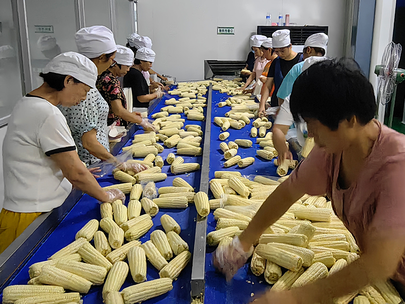 玉米加工流水线